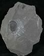 Elrathia Trilobite In Matrix - Utah #6727-2